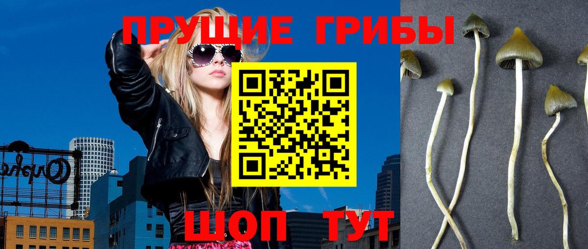 Мурманск  Псилоцибиновые грибы прущие грибы  Вход с VPN 